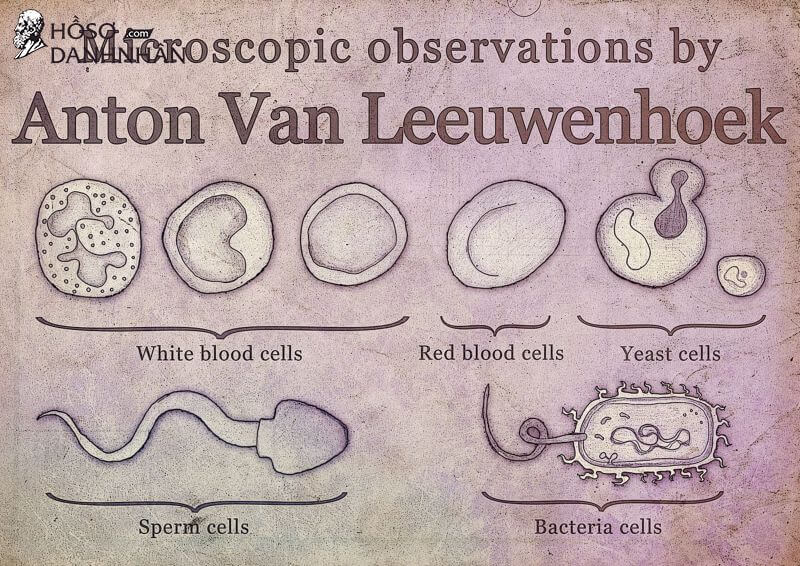 Tiểu sử của Antonie van Leeuwenhoek: Cha đẻ của ngành vi sinh vật học thế giới